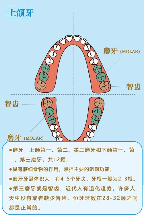 美悅大課堂 ▏牙齒矯正第一步：認識牙齒